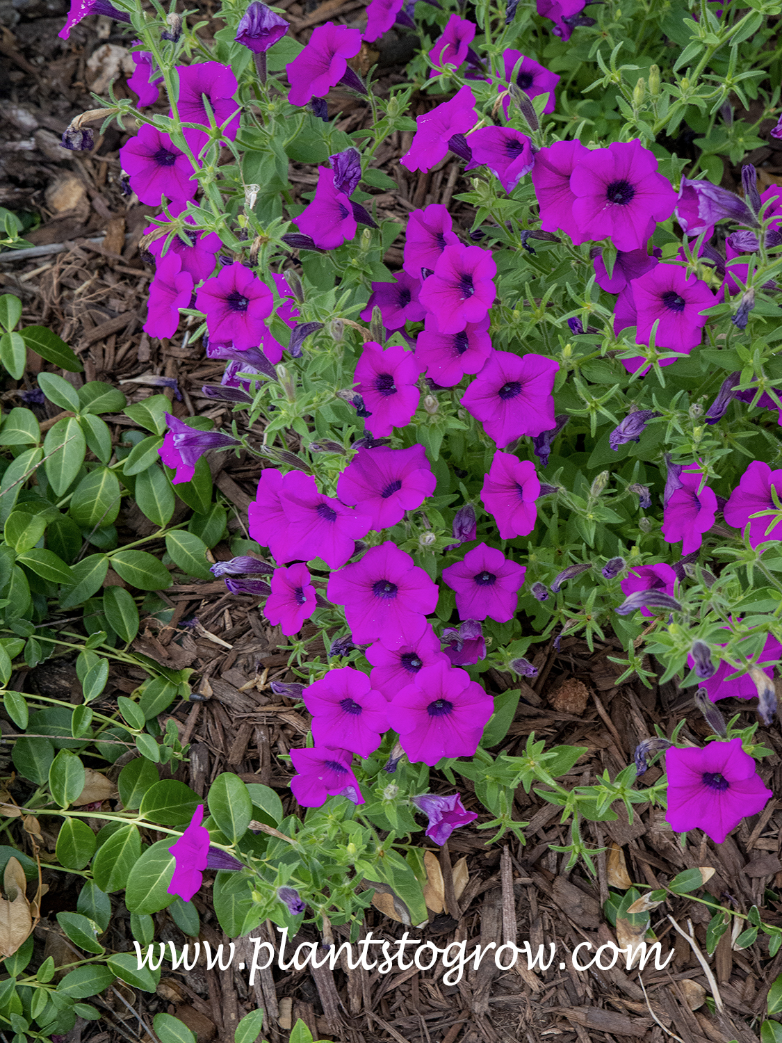 Violet-flowered Petunia (Petunia integrifolia) | Plants To Grow Plants